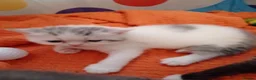 Mixed Breed cats for sale: Exotic shorthair x Scottish straight  - Advert 2