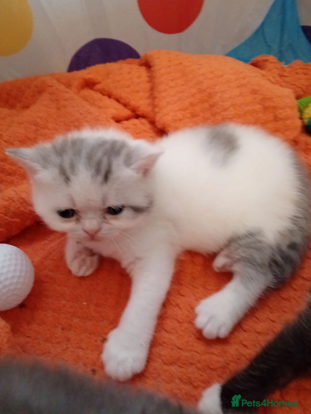 Mixed Breed cats for sale: Exotic shorthair x Scottish straight  - Advert 2