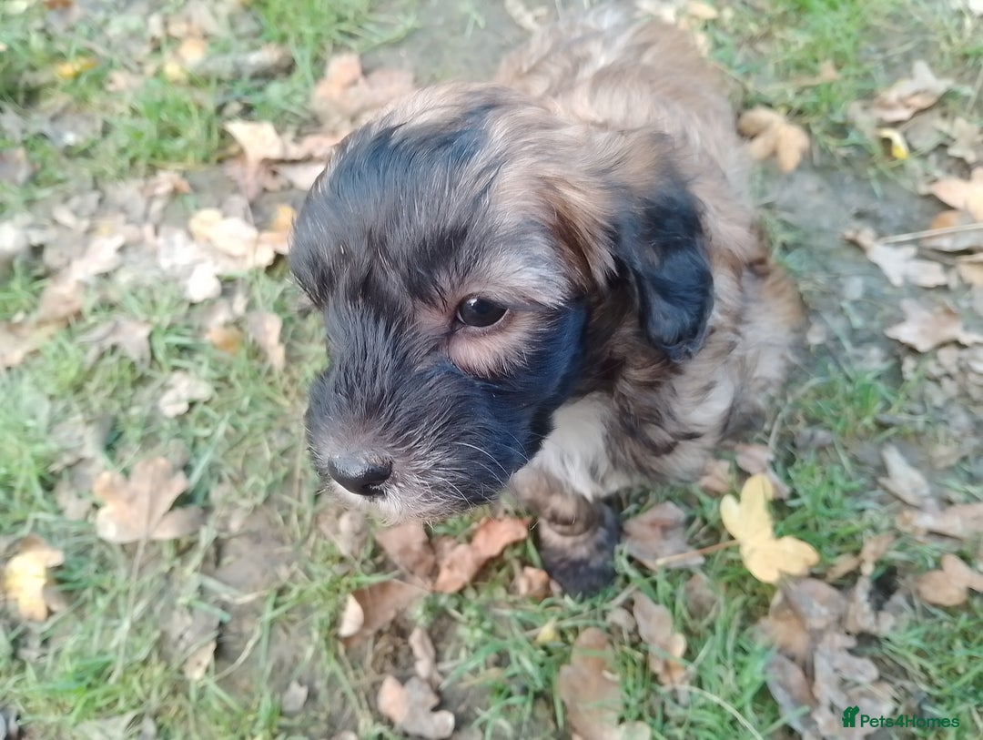 Mixed Breed dogs for sale: Adorable Whippet X Poodle puppies  - Image 4