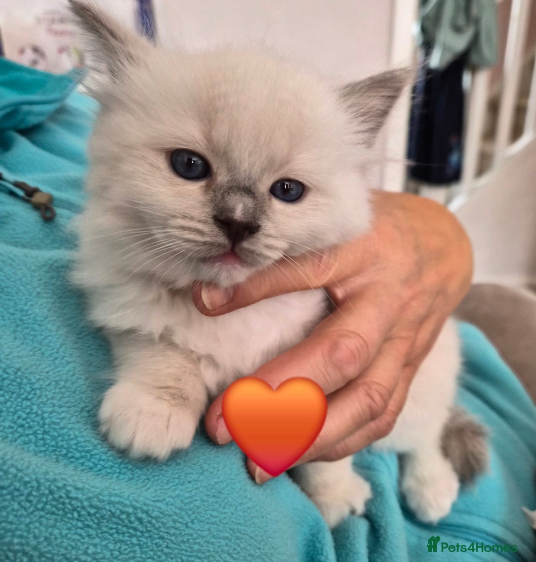 Ragdoll cats for sale: 5 GCCF Pedigree Ragdoll kittens for sale - Image 29