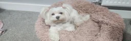 Maltese dogs for sale: ⭐️KC registered Maltese puppies⭐️ - Advert 5