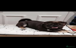 Pug dogs for sale: RARE Pug puppies  - Advert 15