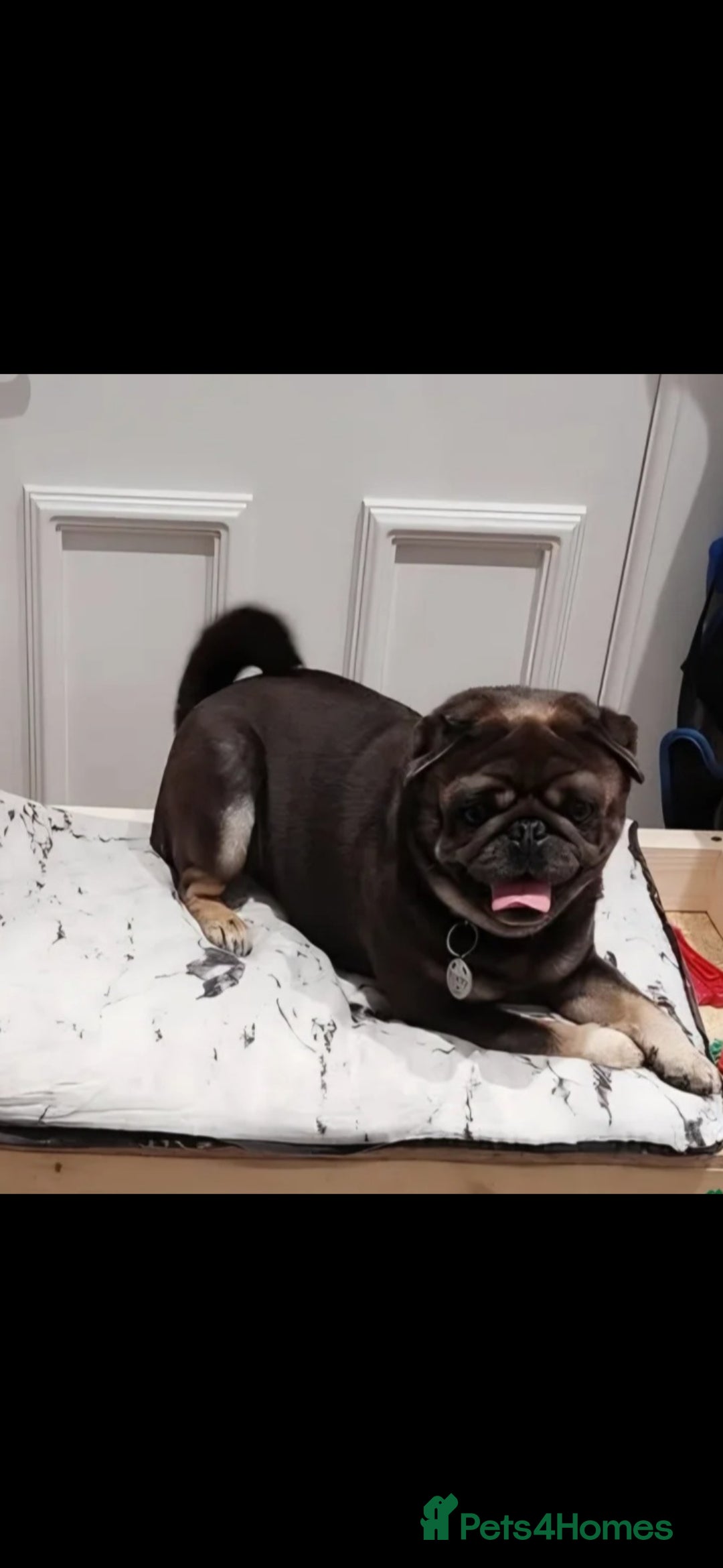 Pug dogs for sale: RARE Pug puppies  - Advert 15