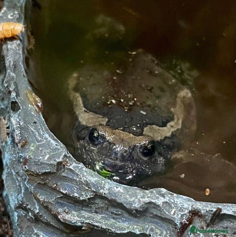 Frog reptiles Chubby frog - Banded Bullfrog - 1 year old female - Advert 2