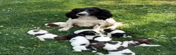 English Springer Spaniel dogs for sale: KC Registered English Springer Spaniels  - Advert 3