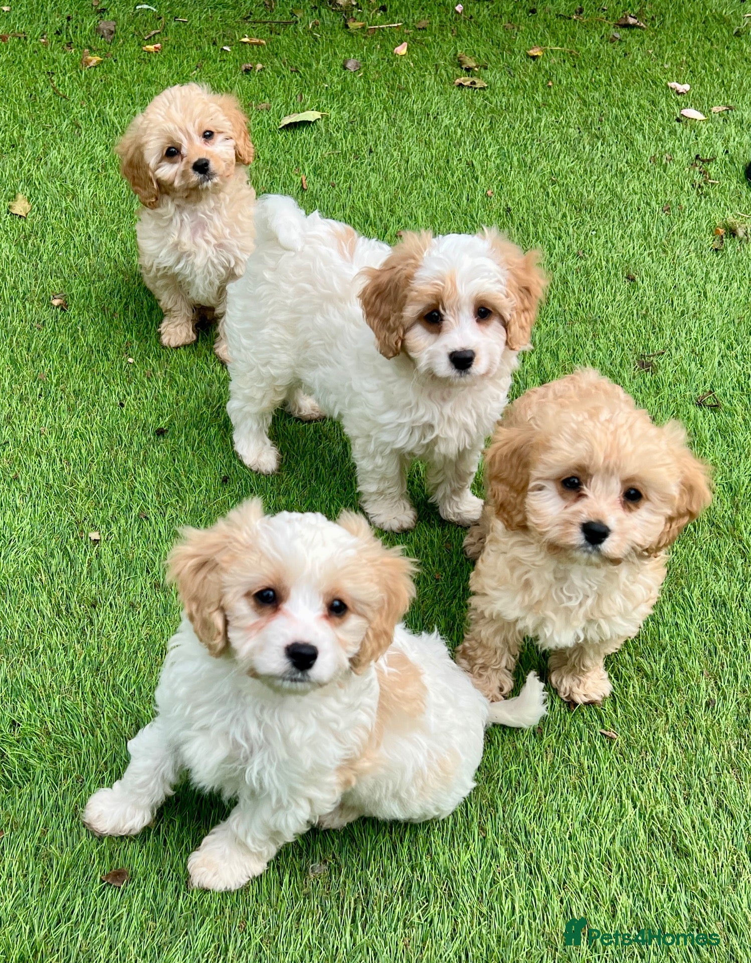 Cavapoo dogs Stunning F1 Cavapoo  - Advert 1