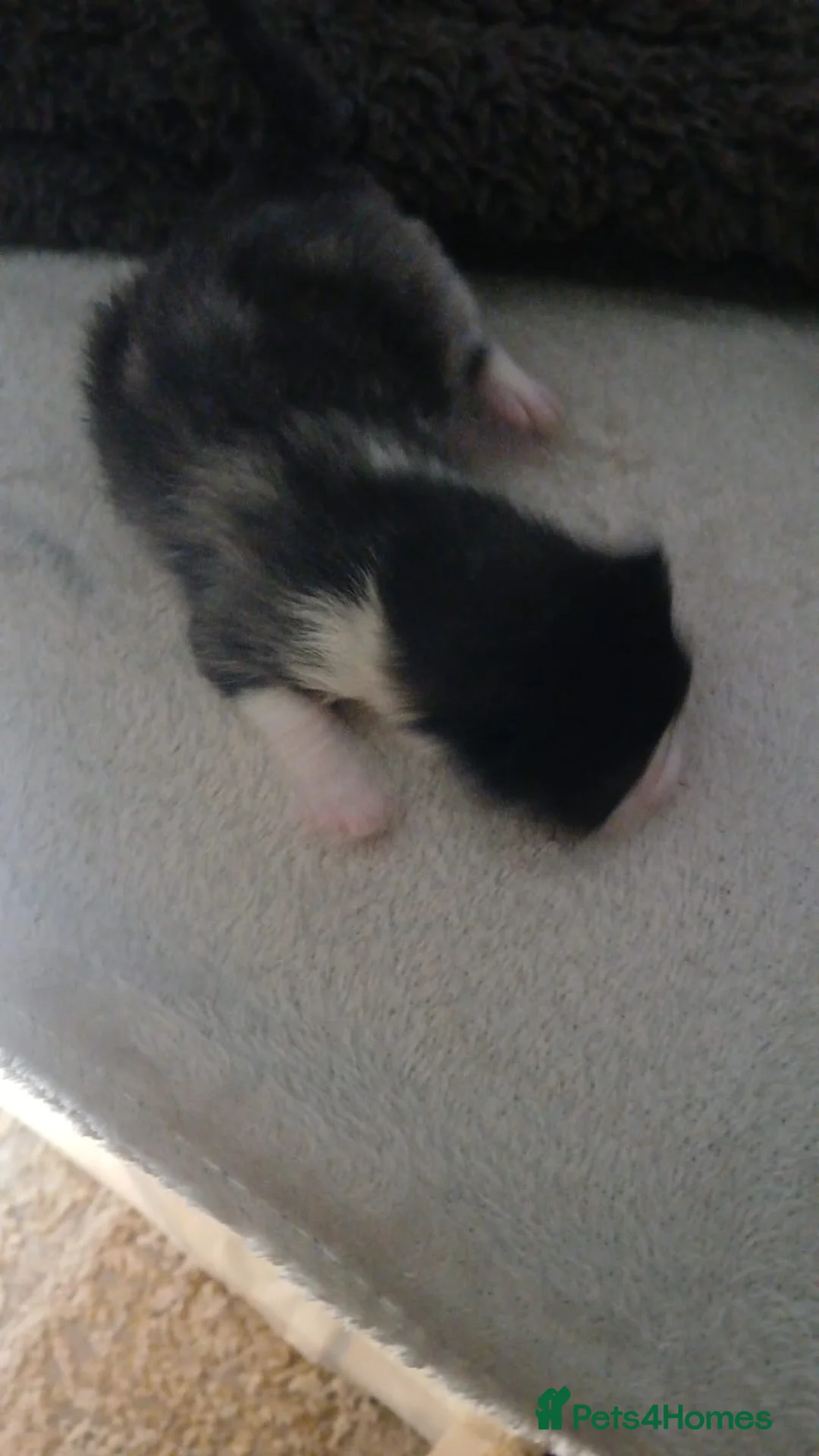 Mixed Breed cats for sale: 5 beautiful moggie kittens for sale. - Advert 2