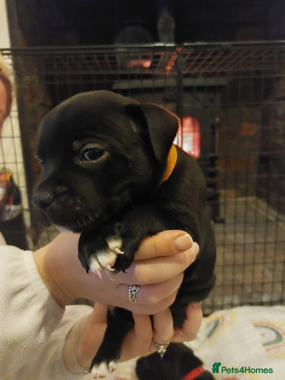 Staffordshire Bull Terrier dogs for sale: *2 left* Stunning Chunky KC Staffy Pups - Image 19