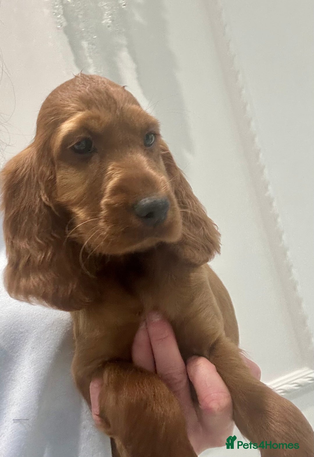 Irish Setter dogs for sale: Beautiful KC registered health tested parents - Advert 12