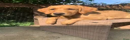 Labrador Retriever dogs for sale:  KC Labrador puppies   - Advert 3