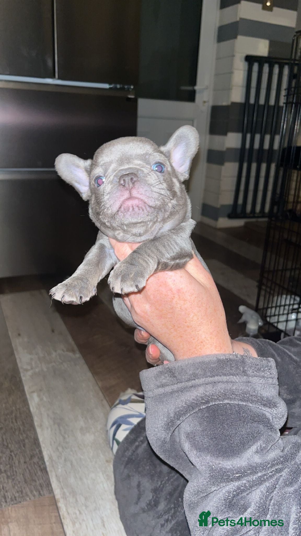 French Bulldog dogs READY TUESDAY  - Advert 12