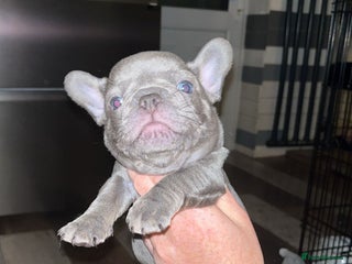 French Bulldog dogs READY TUESDAY - Advert 5