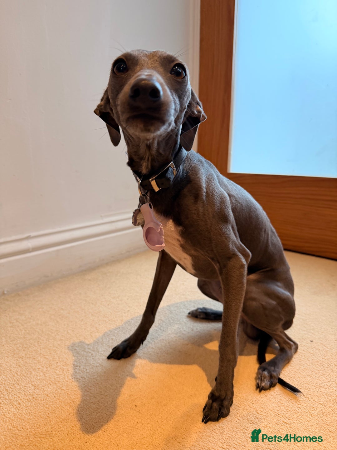 Italian Greyhound dogs for stud: Blue Italian Greyhound Available for Stud - KC Reg - Advert 3