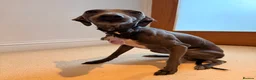 Italian Greyhound dogs for stud: Blue Italian Greyhound Available for Stud - KC Reg - Advert 3