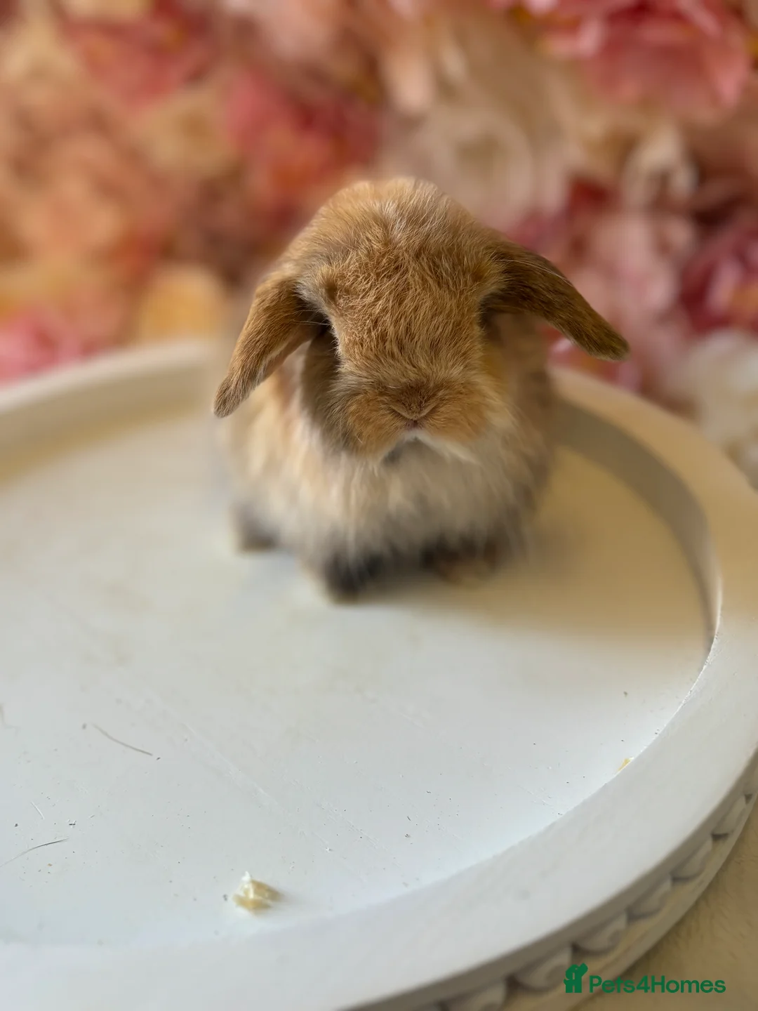 Mini Lop rabbits for sale: Beautiful Harli Mini Lops💙💜 - Advert 2