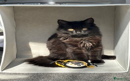 Scottish Fold cats for sale: Scottish fold long hair - Image 8