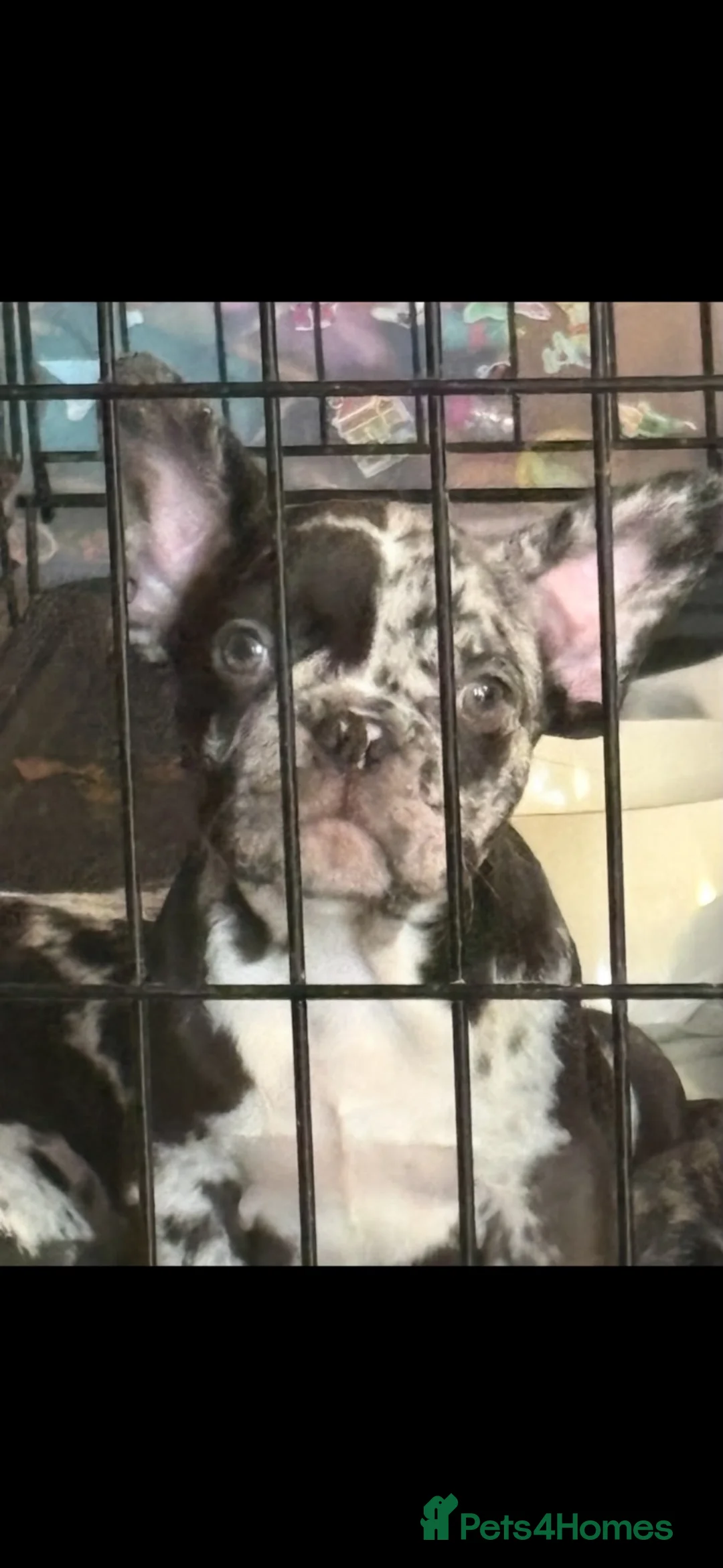 French Bulldog dogs for sale: REDUCED!! 3 Merle French bulldog puppies  - Advert 2