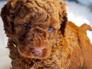 Labradoodle dogs Premium Labradoodle Puppies – DNA Line - Advert 15