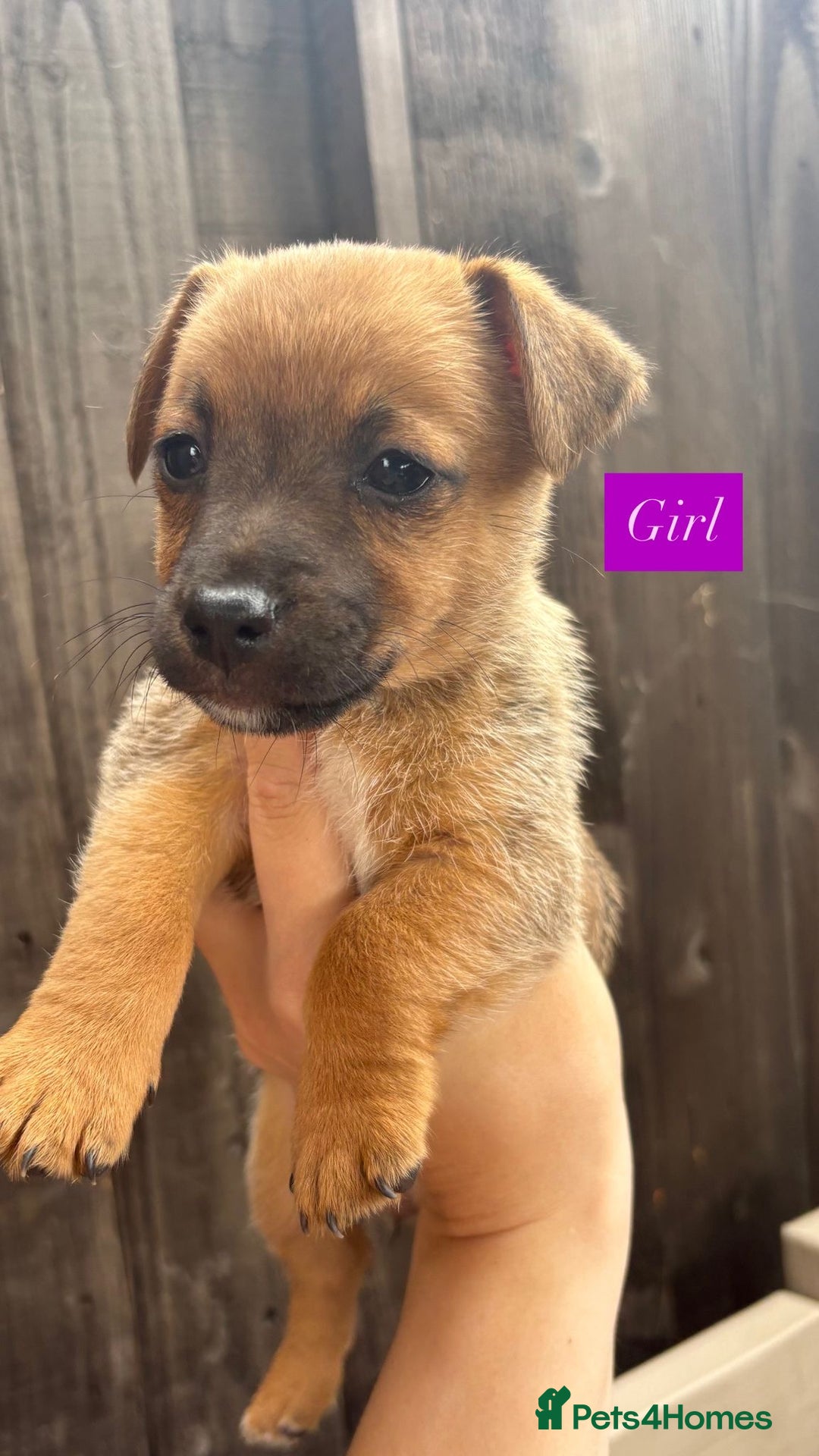 Jack Russell dogs for sale: Jack Russell puppies 2 girls left!!! in Aldershot - Image 6