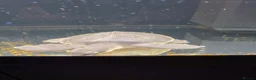 Turtle reptiles for sale: Fly river turtle and aquarium - Advert 8