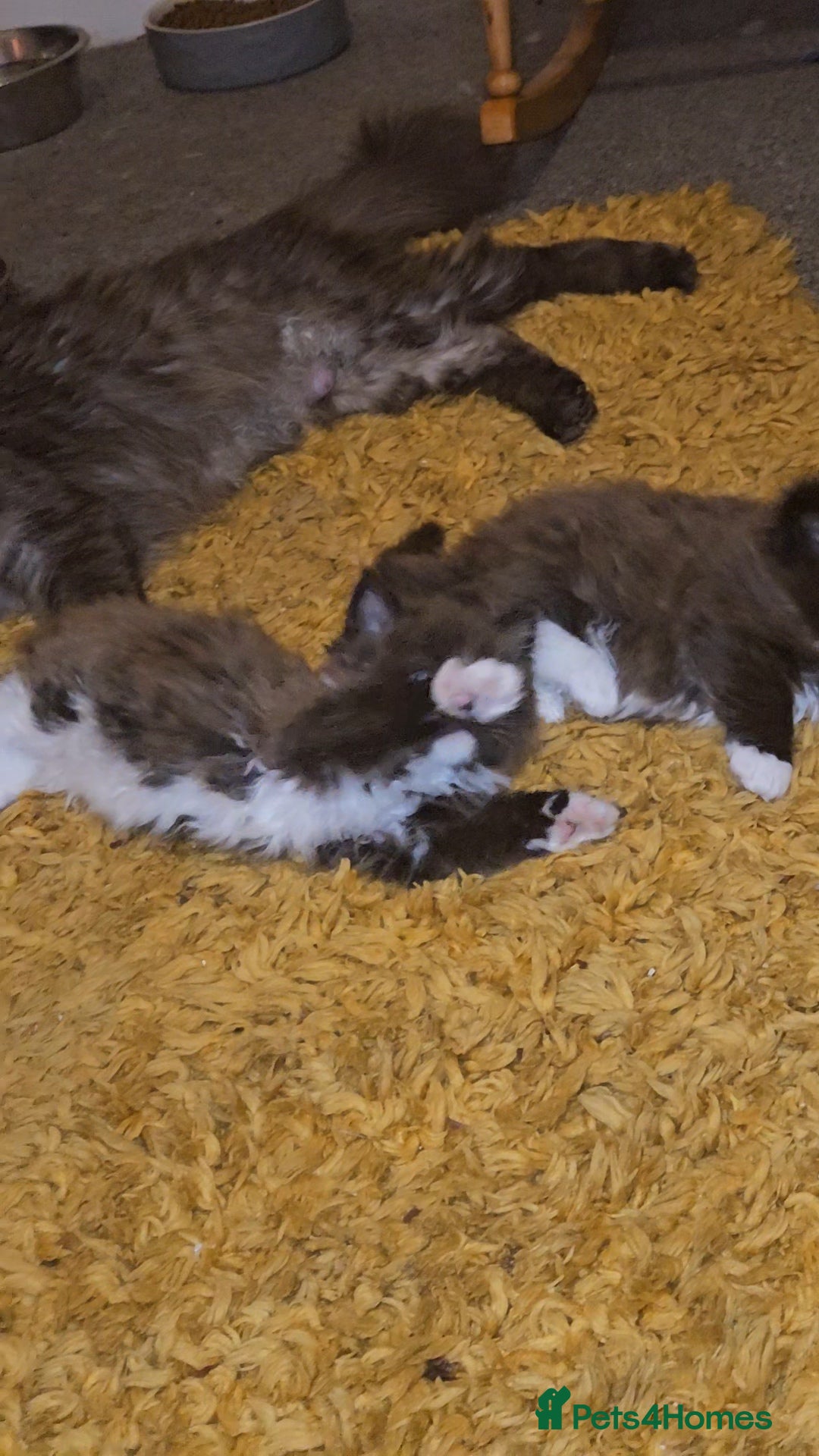 Maine Coon cats for sale: Perfect maine coon cross ragdoll  - Advert 8