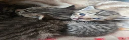 Mixed Breed cats for sale: Bengal x brittish short hair  - Advert 5