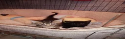 Mixed Breed cats for sale: 1 black boy and 4 girl tabby cats - Advert 11