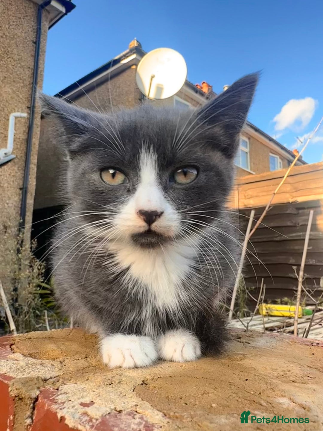 Mixed Breed cats for sale: Hybrid-Breed Kittens Available – Raised With Love - Advert 14