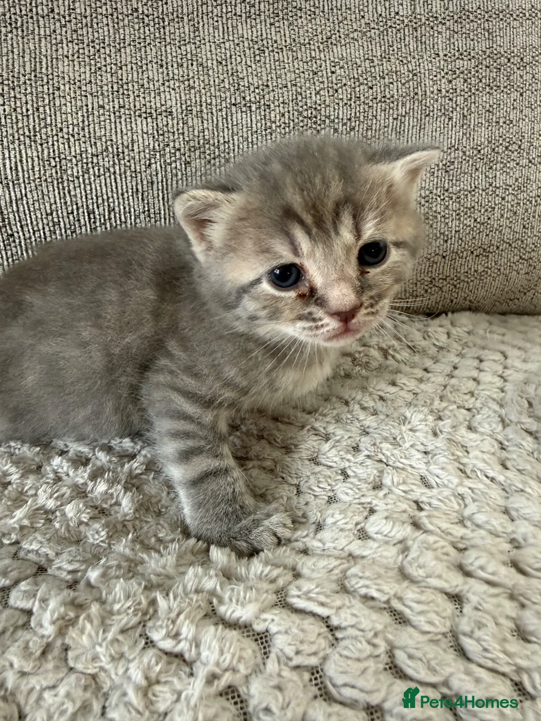 Ragdoll cats for sale: Stunning blue tabby ragdoll x  - Advert 6
