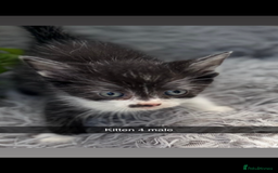 Mixed Breed cats for sale: Beautiful Mixed Breed kittens (plz see description - Image 4