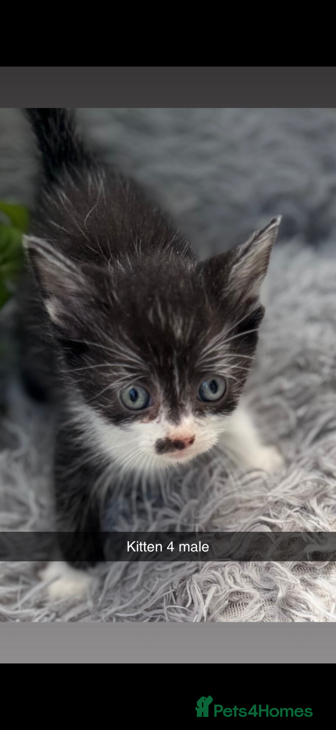 Mixed Breed cats for sale: Beautiful Mixed Breed kittens (plz see description - Image 4