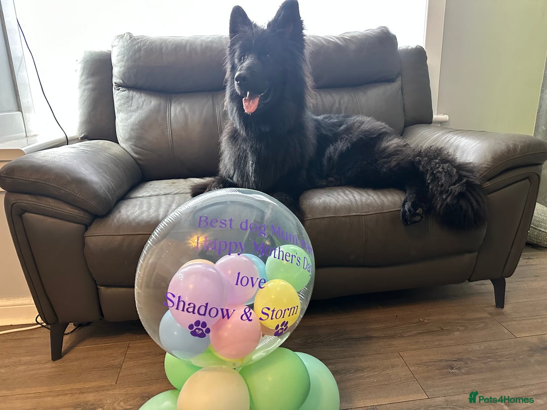 German Shepherd dogs for sale: Beautiful German Shepherd Pair for Rehome - Image 4