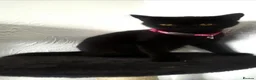 British Shorthair cats for sale: Black British shorthair kitten female  - Advert 7