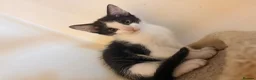 Domestic Shorthair cats for sale: STILL AVAILABLE- 2 black and white kittens  - Advert 12