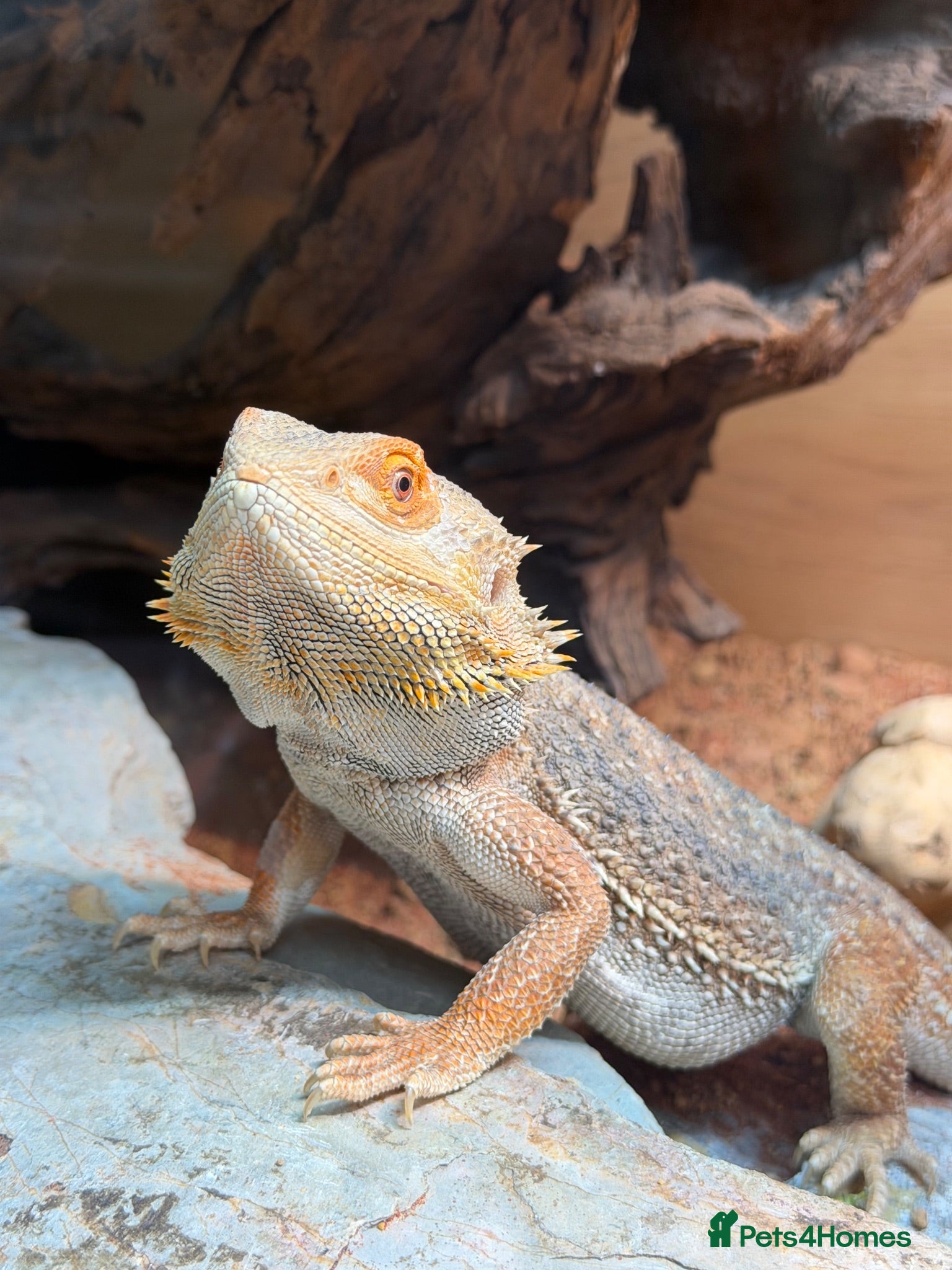 Bearded Dragon reptiles Bearded Dragon 2 year old free to good home  - Advert 1