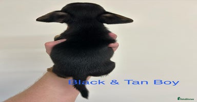 Jack Russell dogs - Advert 12