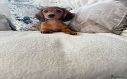 Miniature Dachshund dogs for sale: Minature dachshund  - Image 7
