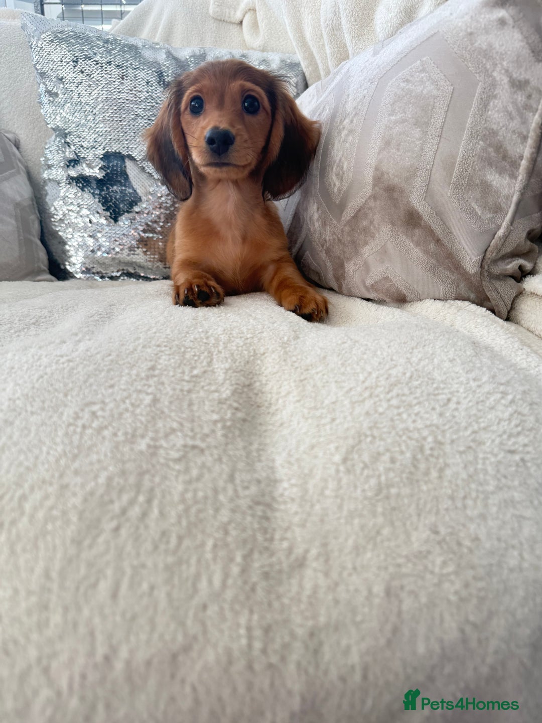 Miniature Dachshund dogs for sale: Minature dachshund  - Image 7