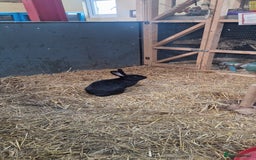 Continental Giant rabbits for sale: Giant continental cross  - Image 15