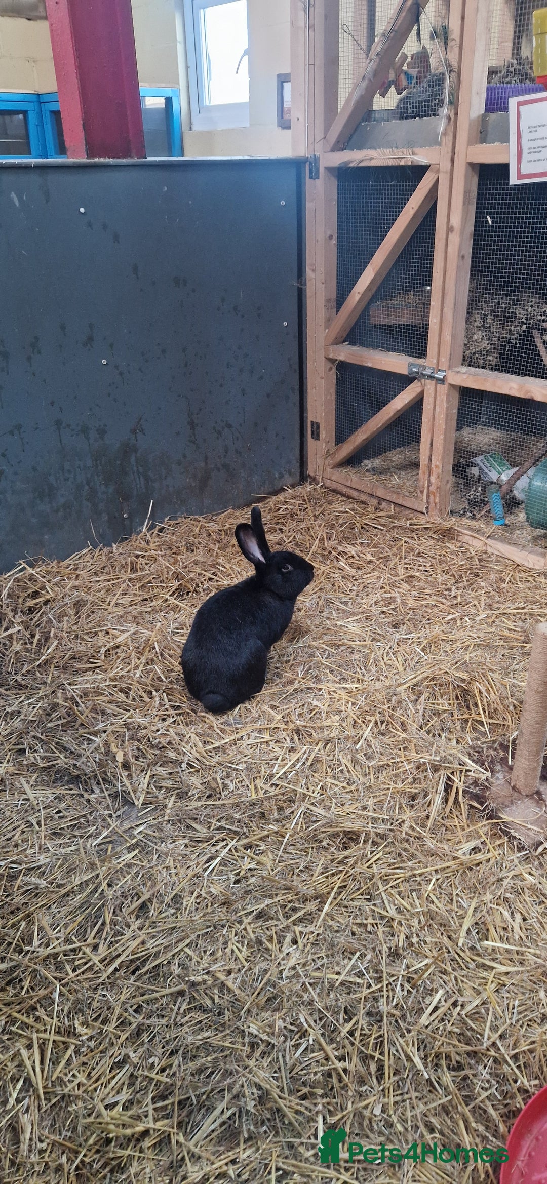 Continental Giant rabbits for sale: Giant continental cross  - Image 15
