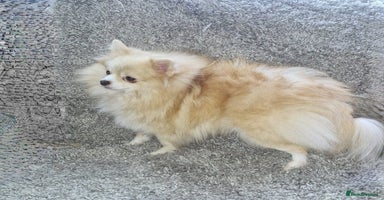 Pomeranian dogs - Advert 5