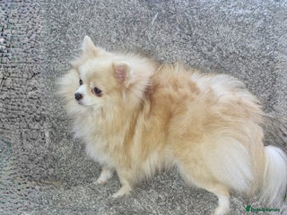 Pomeranian dogs - Advert 6