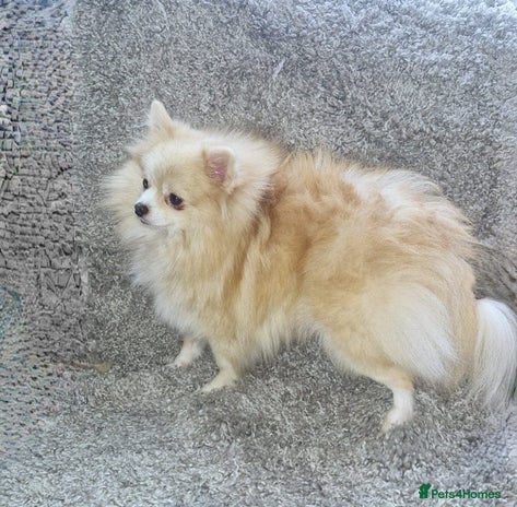 Pomeranian dogs - Advert 1