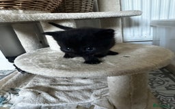 Scottish Fold cats for sale: Scottish Fold Cross Kittens - Image 6