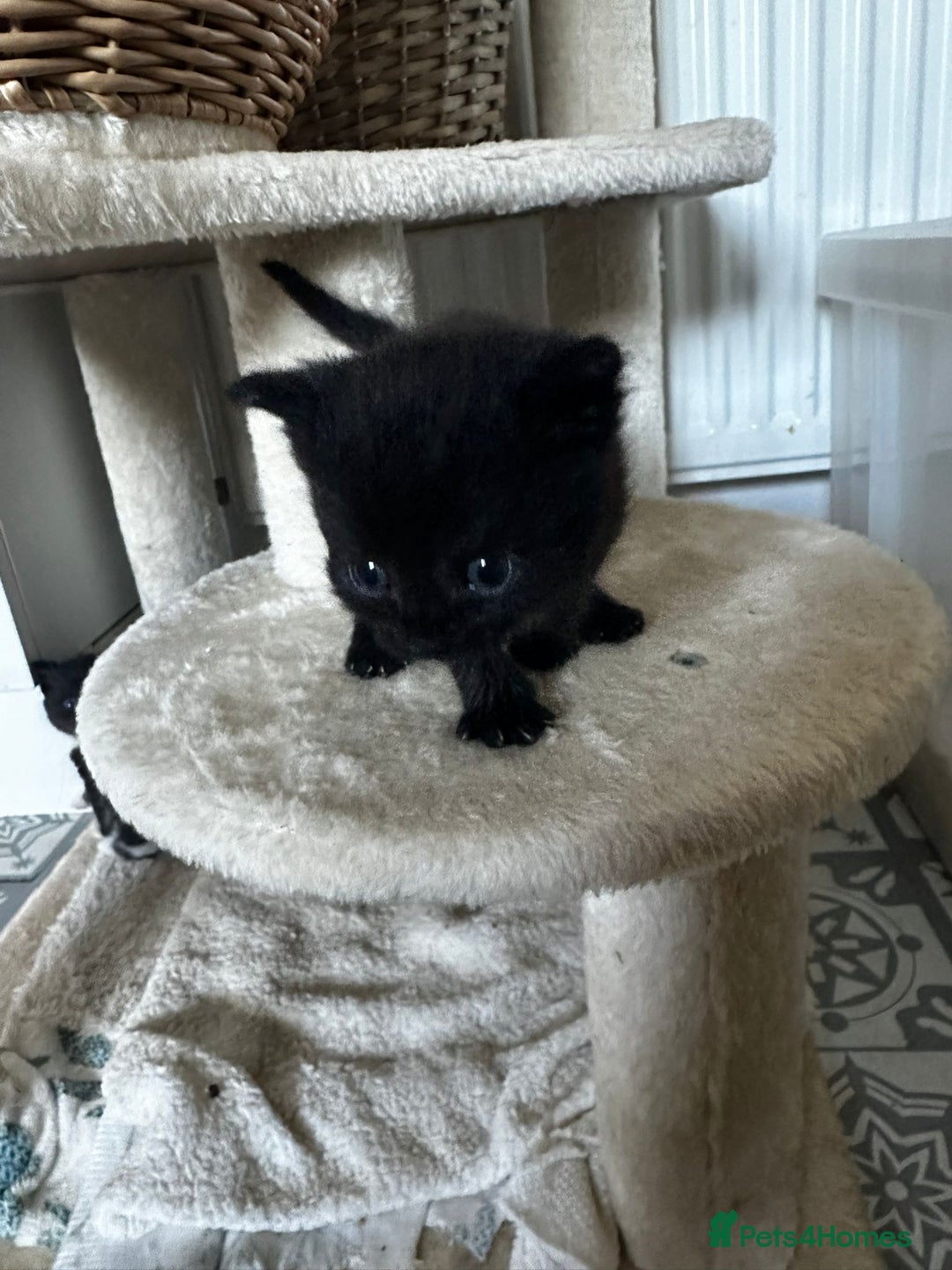 Scottish Fold cats for sale: Scottish Fold Cross Kittens - Image 6