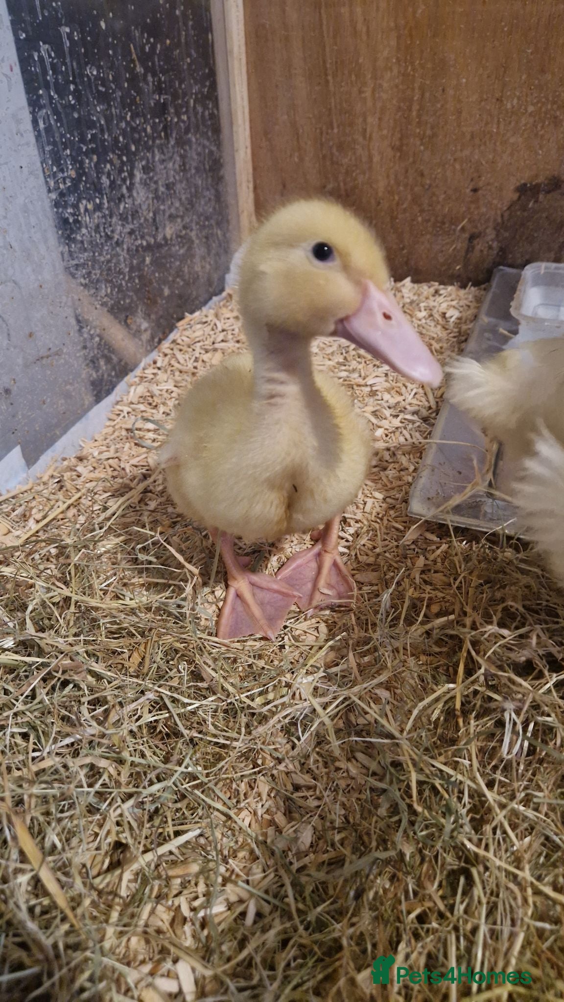 Ducks poultry Cherry valley ducklings  - Advert 1