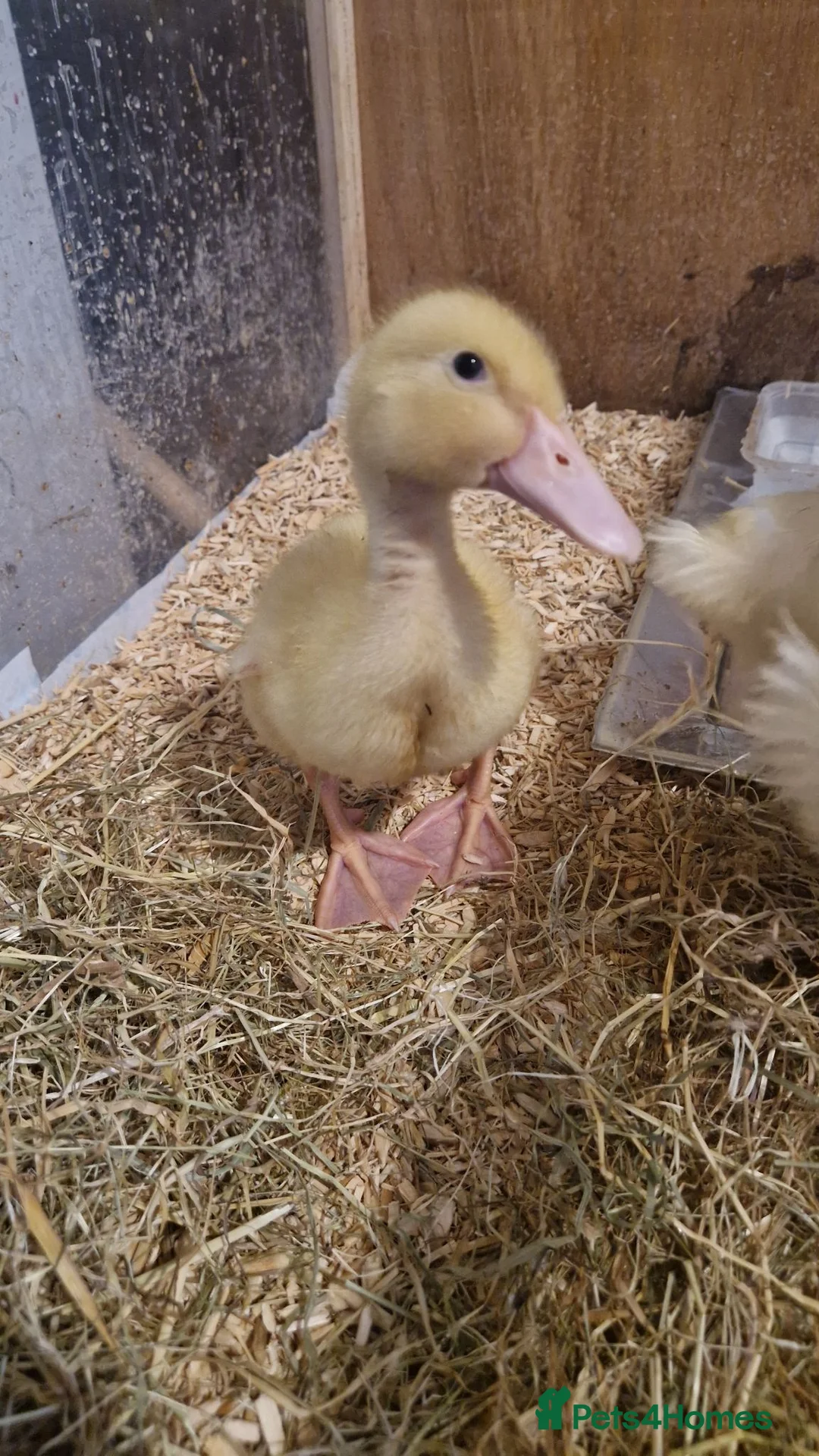Ducks poultry for sale: Cherry valley ducklings  in Newark - Advert 1