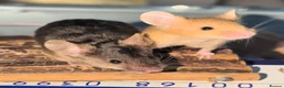 Mouse rodents for sale: Beautiful red male mice for sale  - Advert 5
