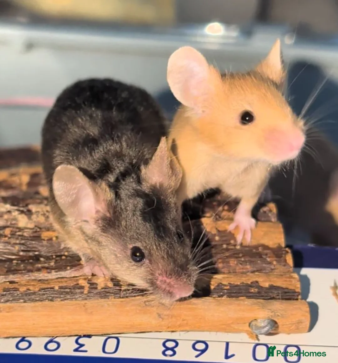 Mouse rodents for sale: Beautiful red male mice for sale  - Advert 5