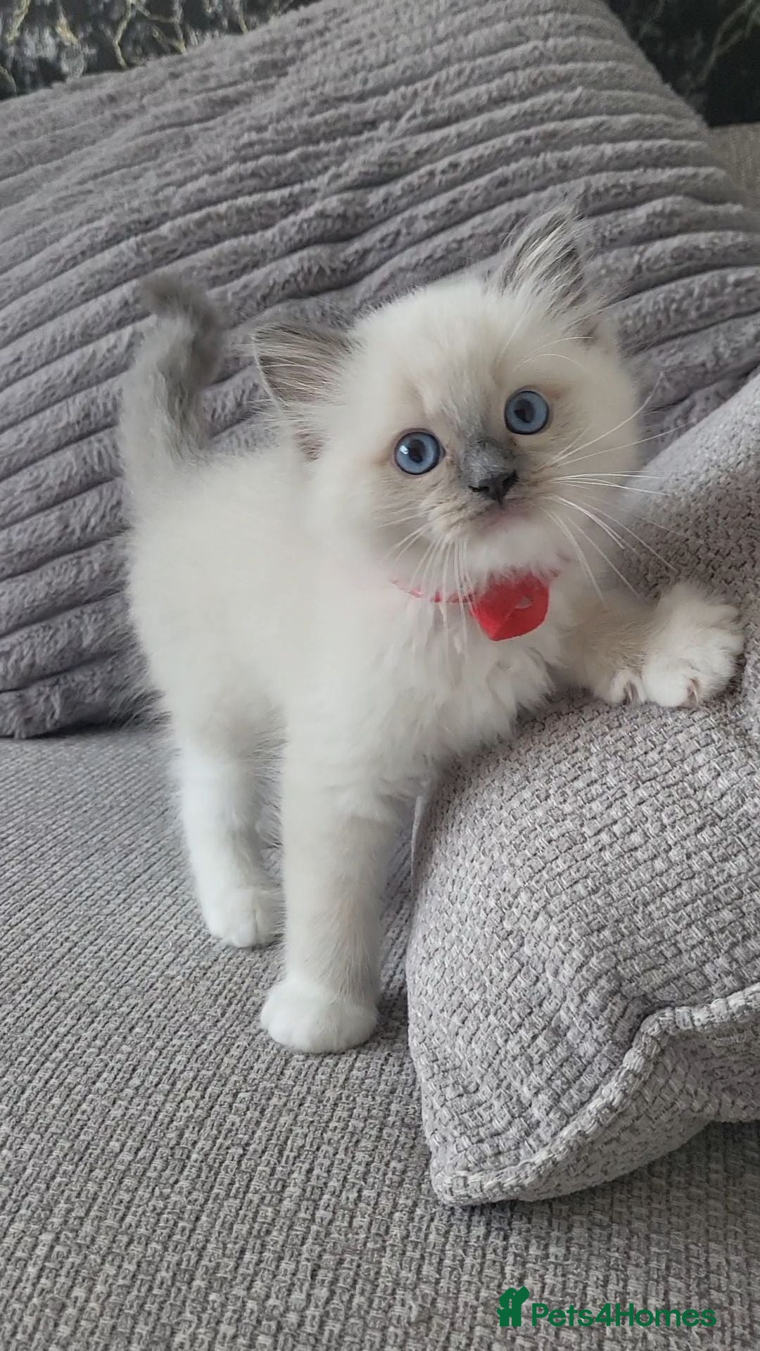 Ragdoll cats GCCF registered Males - Advert 1